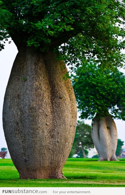 The Toborochi Tree