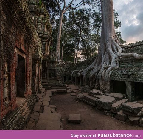 On stones trees grow