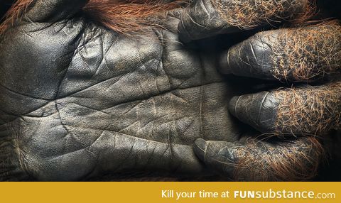 A 44 year old Orangutan hand