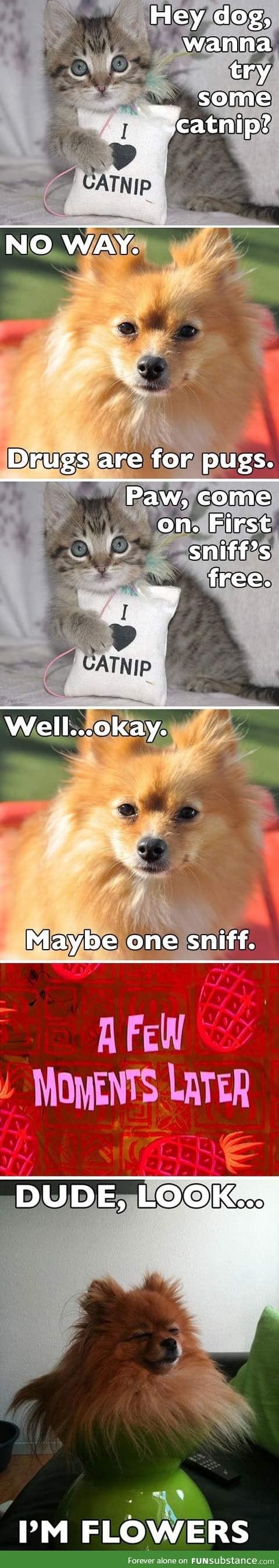 Come on dog, just one try!