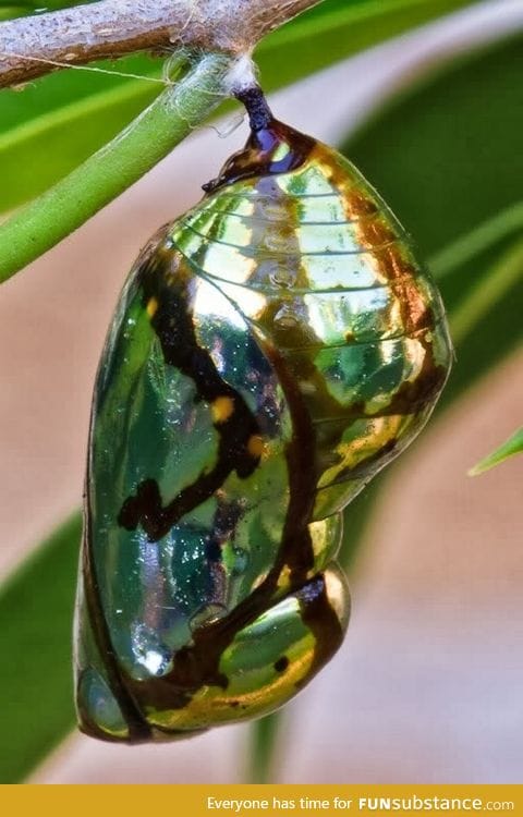 Chrysalis of a Mechanitis Butterfly