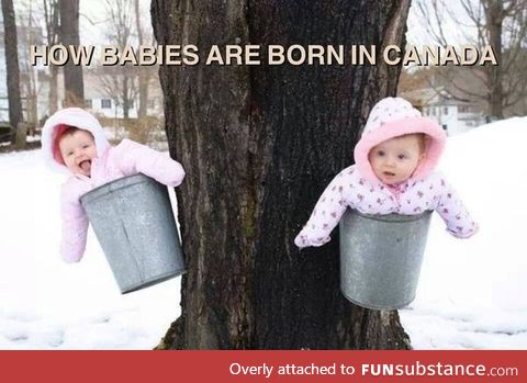 Canadian babies