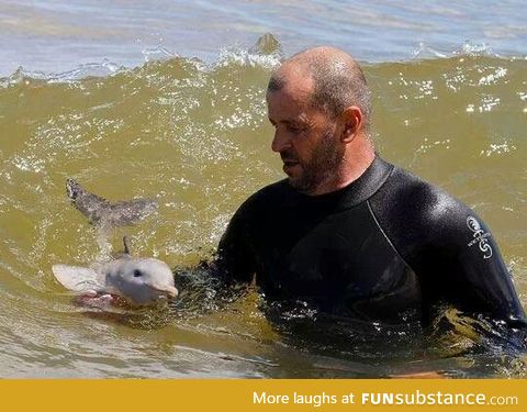 What a baby dolphin looks like