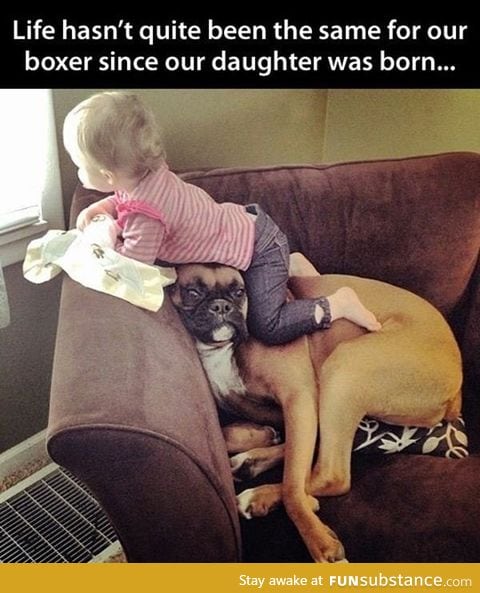 The superior pet