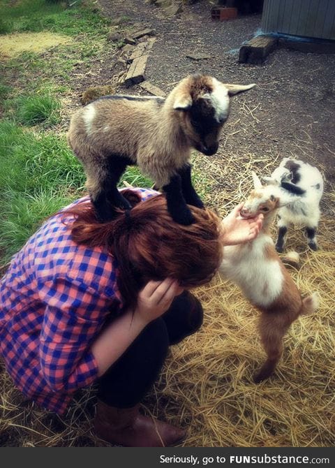 Baby goat conquers human