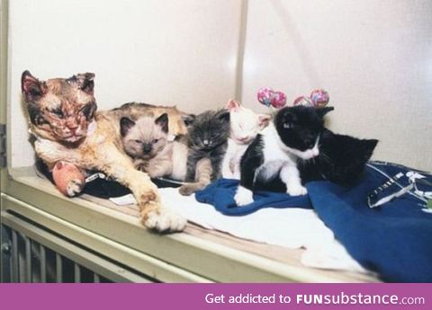 mother cat walks through flames five times to rescue her kittens