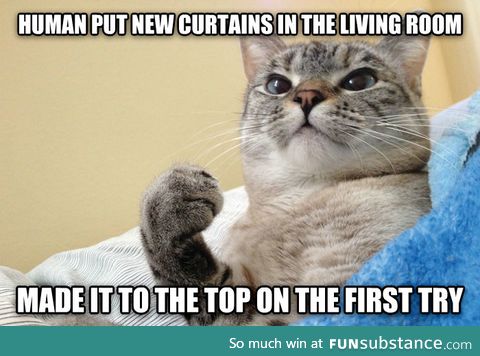 Success Cat doesn't mind if you redecorate
