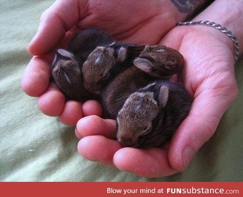Handful of Bunnies