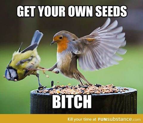 Angry birds in real life