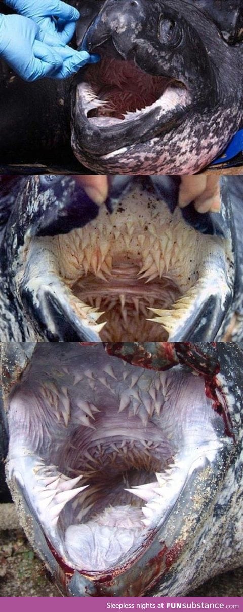 Leatherback turtle