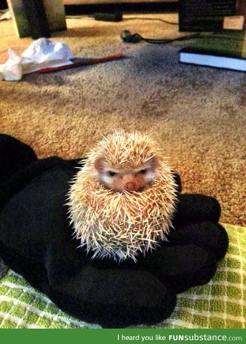 Baby hedgehogs are cute, even when they pissed off