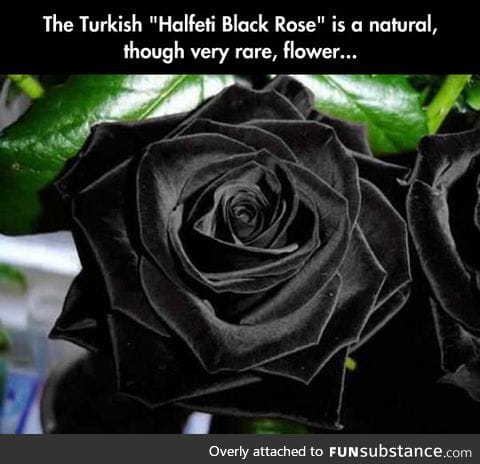 The Only Acceptable Rose For a Goth's Wedding Anniversary