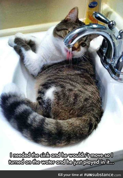 Proof that cats don't really care