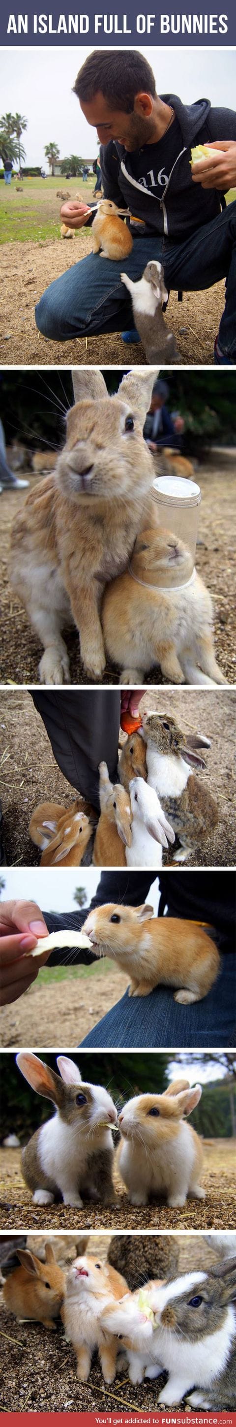 So this place exists and it's inhabited by bunnies