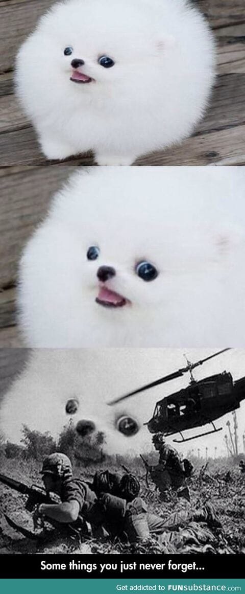 Puppy remembers