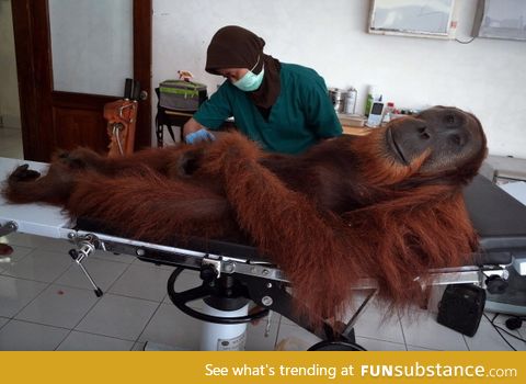 Chill-ass orangutan doesn't even care he got shot in the leg