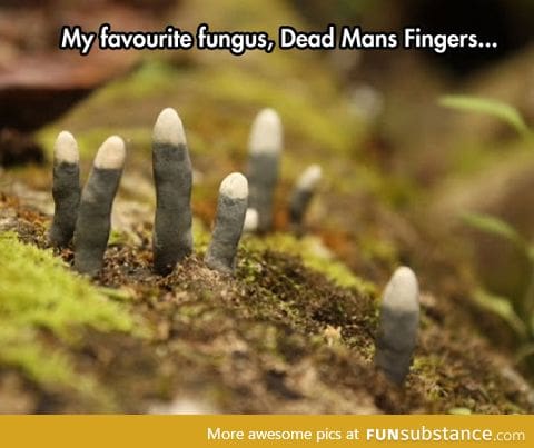 The coolest fungus