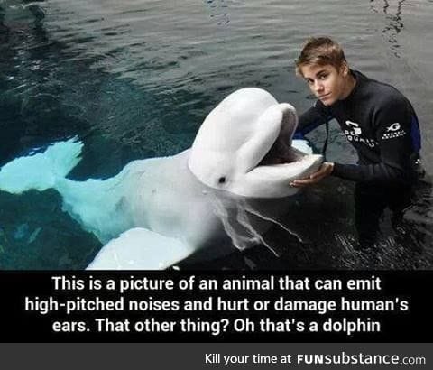 Dolphin