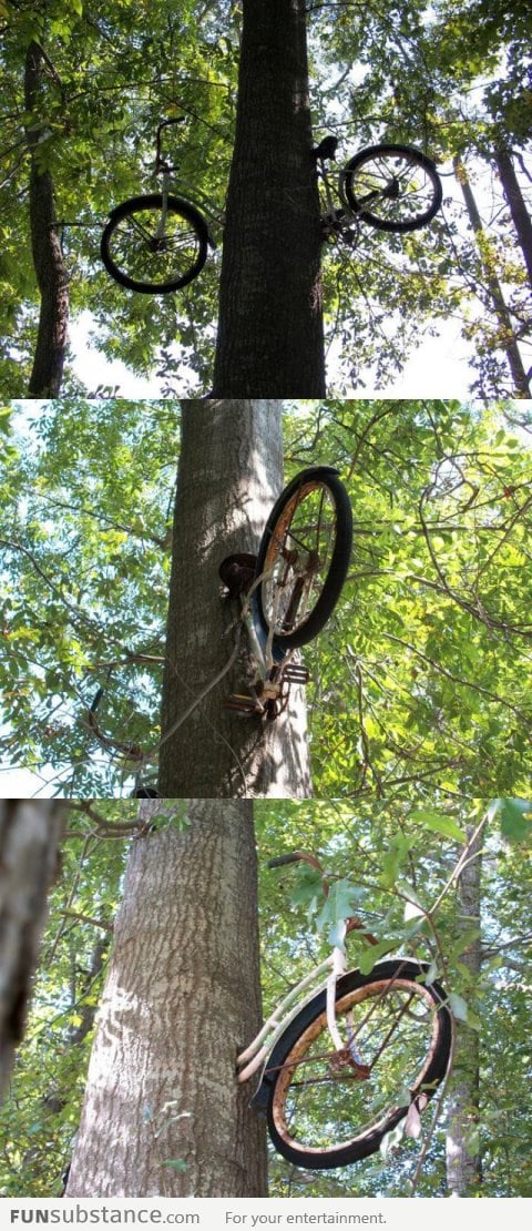 Bike in the middle of a tree trunk