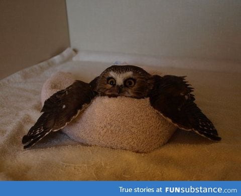 Owl in a towel