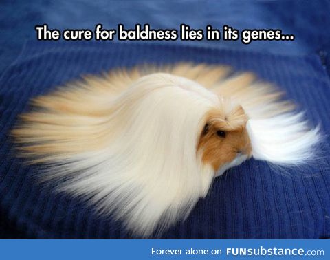 Long hair guinea pig