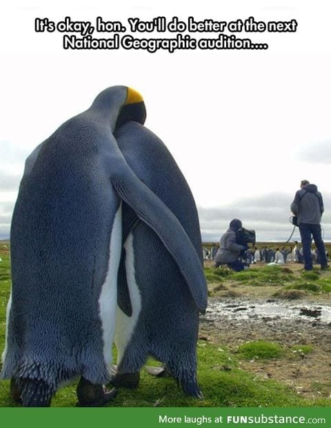 Poor penguin