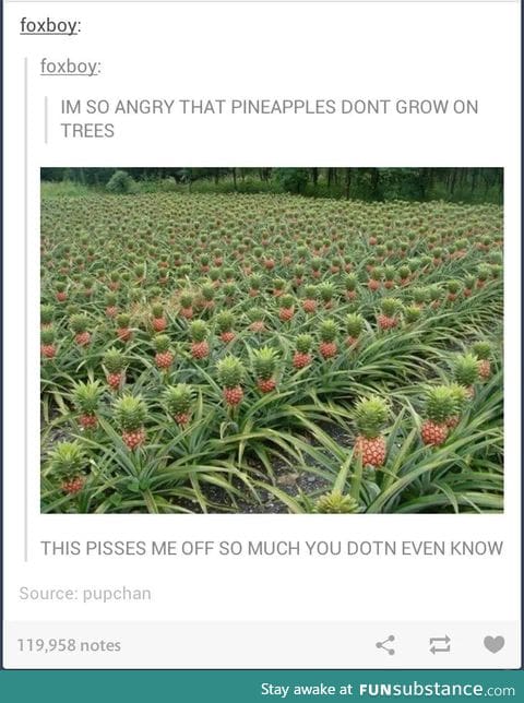 They grow on short shrubs...