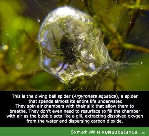 There's an underwater spider?