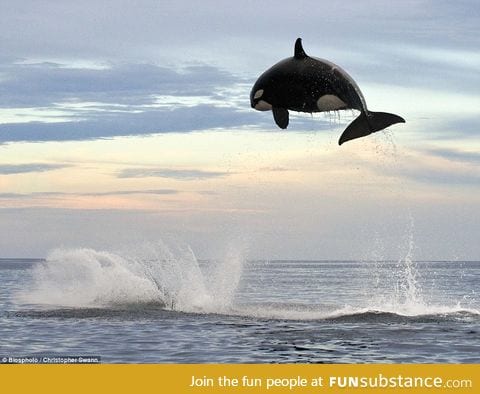 8 ton Orca jumps nearly 20 ft out of the water. Damn animal kingdom, you crazy