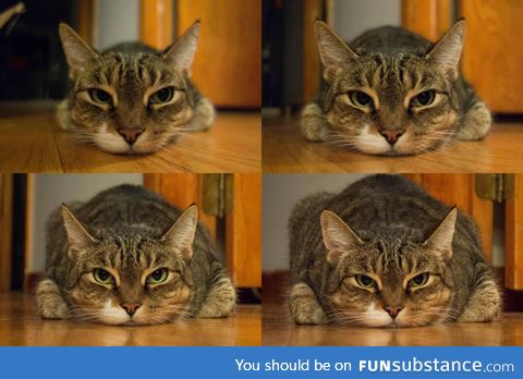 Focal lengths and distances can really change a picture