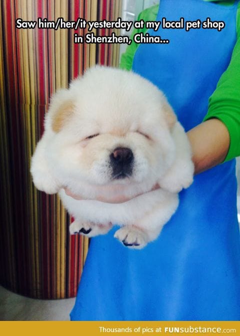 Chinese fluffiness