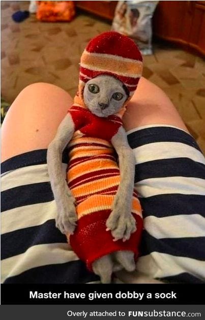 Dobby - in cat form