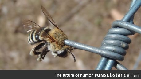 A bee freak accident