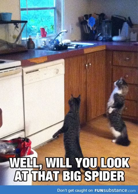 They got that look of murder in their eyes