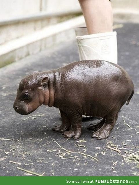 That's what a healthy two hours old baby hippopotamus looks like!
