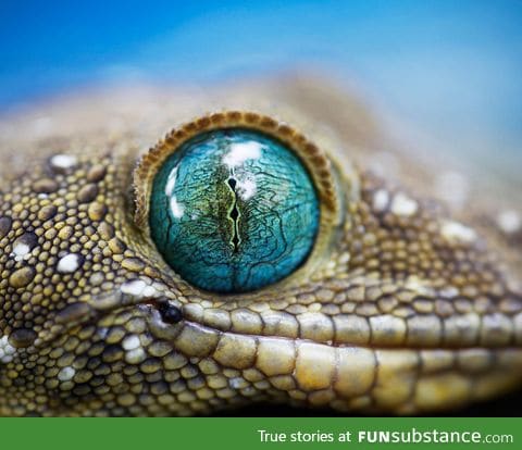 Green Eyed Gecko