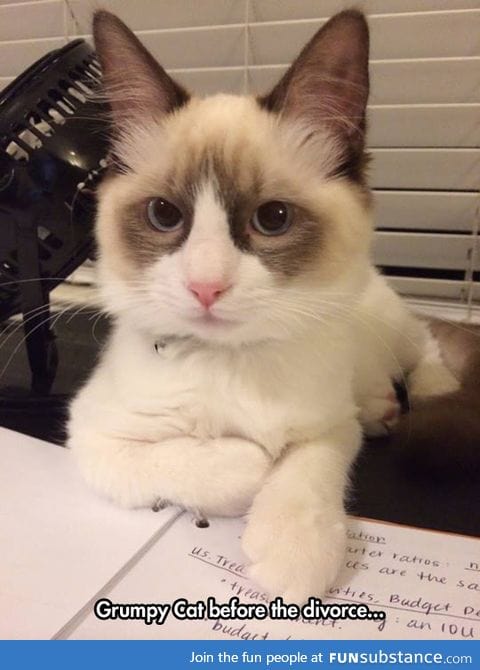 He used to be a happy cat