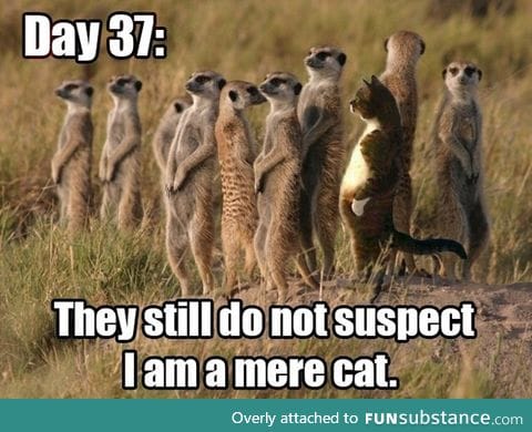 THEY SUSPECT NOTHING!!