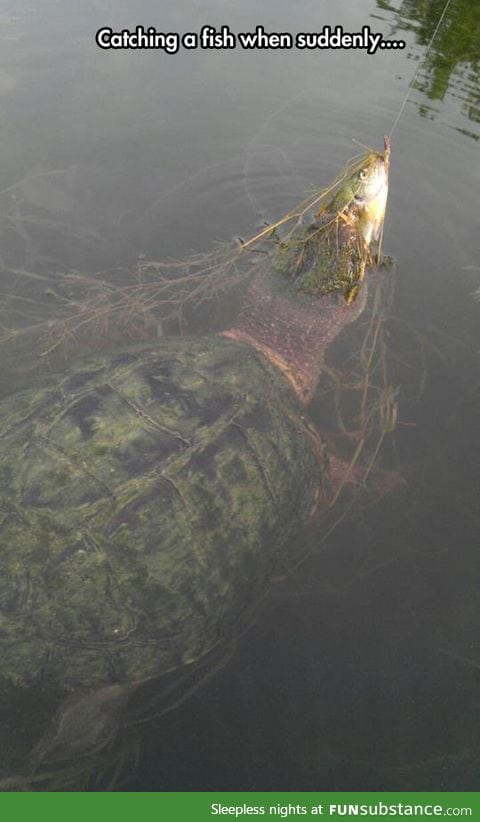That fish is having a bad day