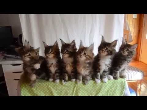 Quick Reflexes Of Seven Adorable Kittens