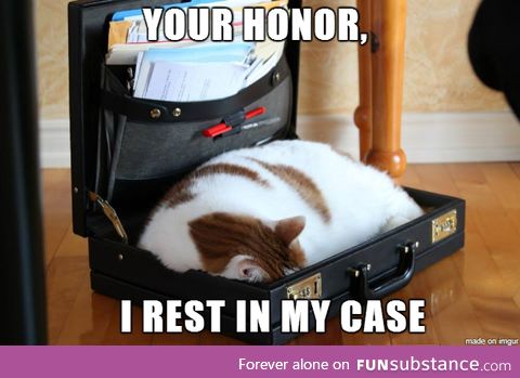 Lawyer cat