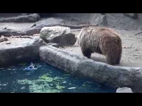 Heroic Bear Saves a Drowning Crow In This Heartwarming Rescue