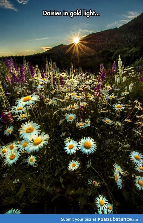 Daisies and ladies' gloves