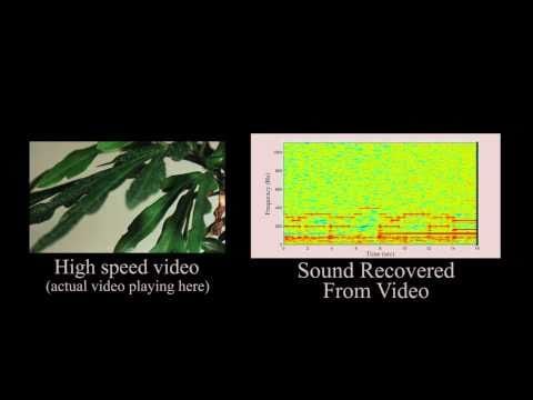 Watch How Your Conversation Can Be Extracted From A Plant