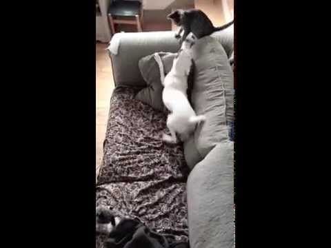 The family dog meets the new family kitten. He can't contain his excitement!