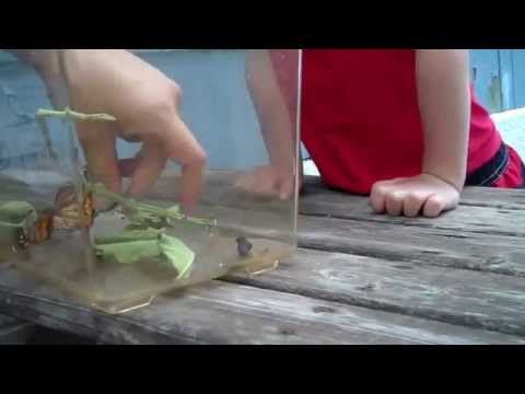 This Boy Tries To Set His Butterfly Free But It Loves Him Too Much To Leave