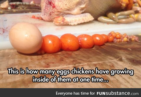 It's like an eggsembly line
