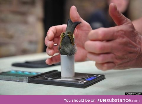 This is how birds are weighed apparently