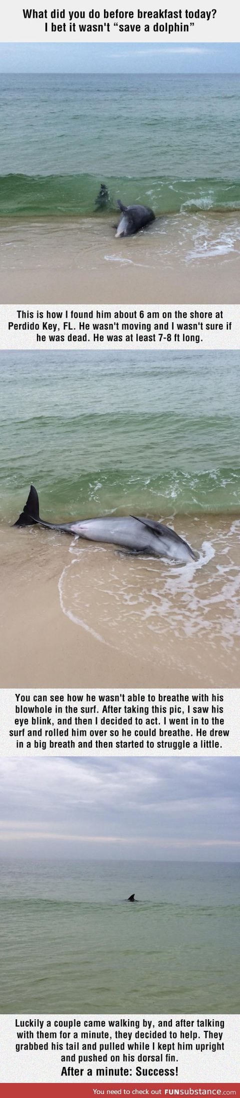 Rescuing a dolphin