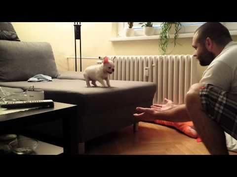French Bulldog Puppy Fearlessly Jumps Off The Sofa And Into His Human's Arms